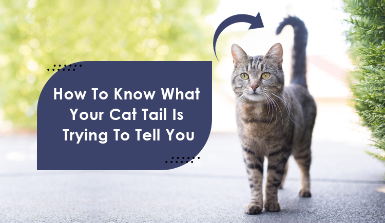 How To Know What Your Cat Tail Is Trying To Tell You