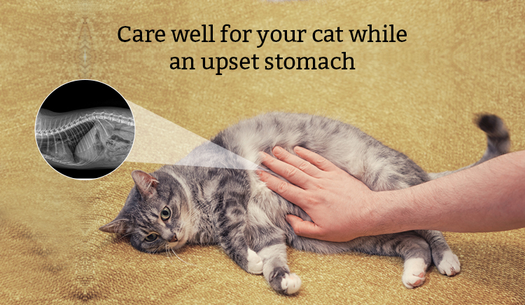 Care well for your cat while an upset stomach