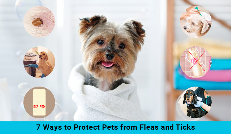 7 ways Protect Pets from Fleas and Ticks