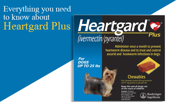 Everything You Need To Know about Heartgard Plus