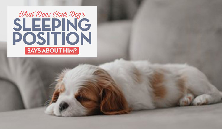 what is the meaning of Dogs Sleeping Positions