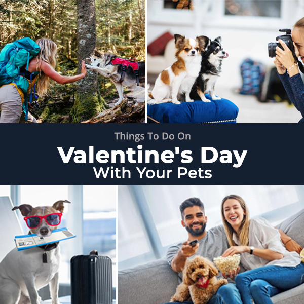 Pet Care, Valentine's Day