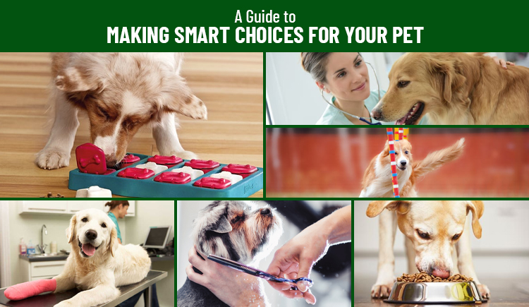 A Guide to Making Smart Choices for Your Pet