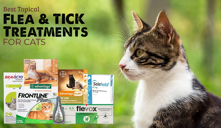 Best Topical Flea and Tick Treatment for Cats