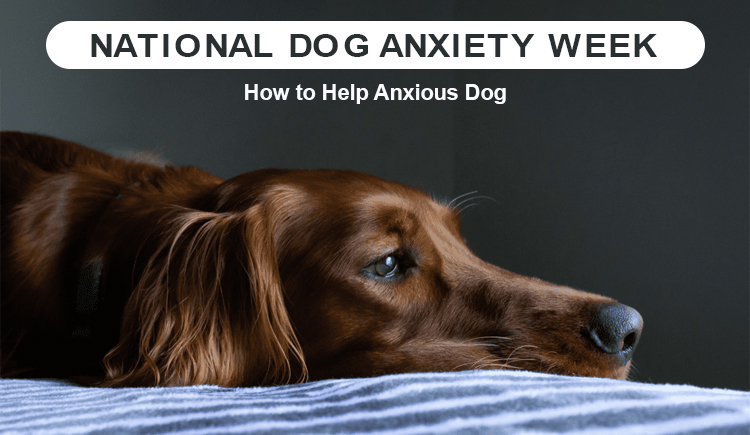 National Dog Anxiety Week