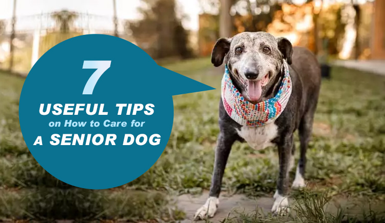 7 Useful Tips on How to Care for a Senior Dog