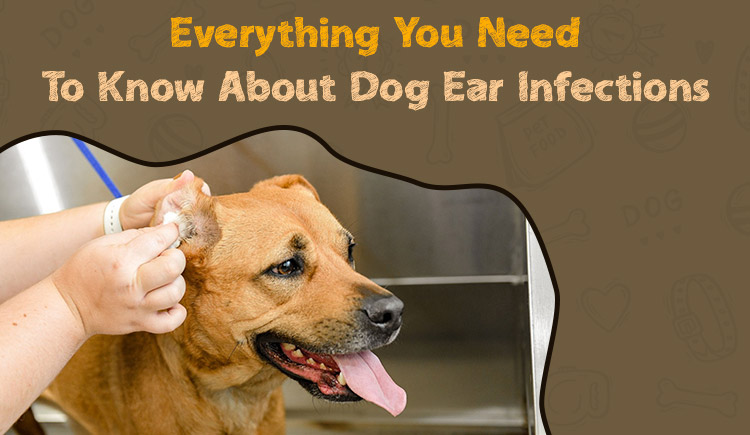 Everything You Need To Know About Dog Ear Infections