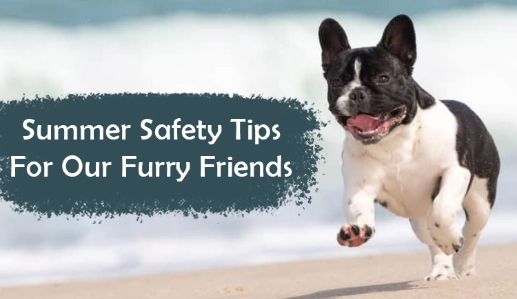 Summer Safety Tips For Our Furry Friend