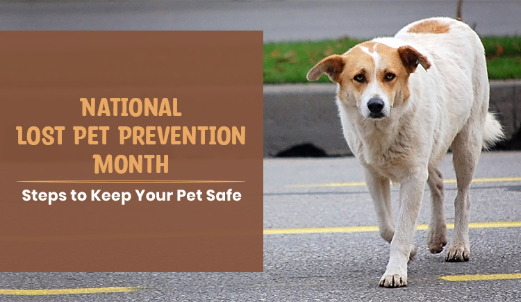 National Lost Pet Prevention Month