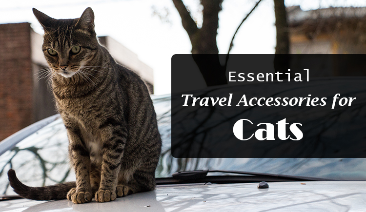 Essential Travel Accessories for Cats