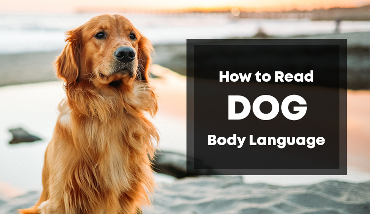 How to Read Dog Body Language