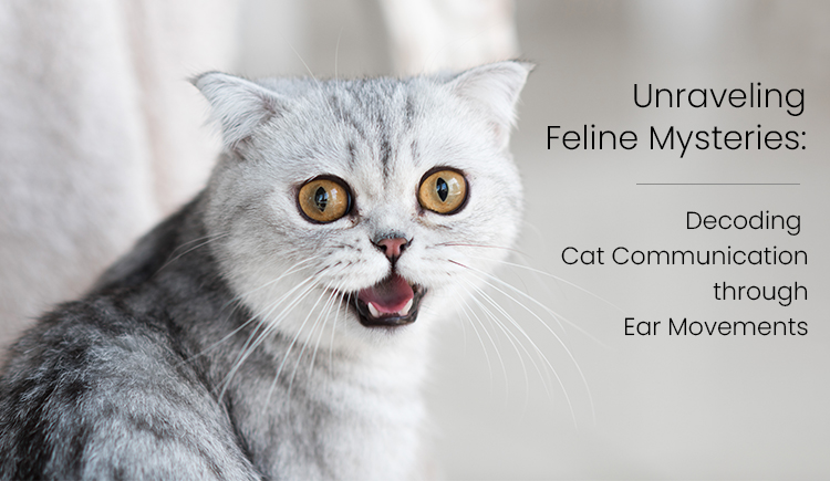 Unraveling Feline Mysteries: Decoding Cat Communication through Ear Movements