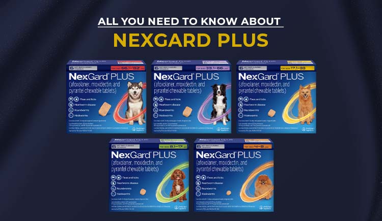 All you need to know about Nexgard Plus