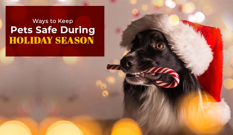 Pet-Holiday-safety-tips