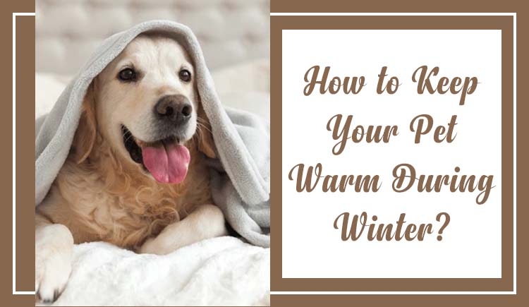Ways to keep your pet warm in winter