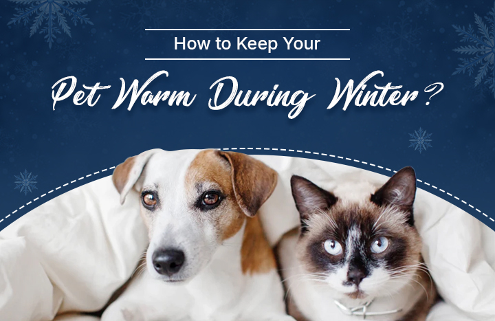 Keep Pet Warm During Winter