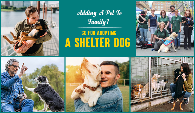 Reasons to adopt shelter dog