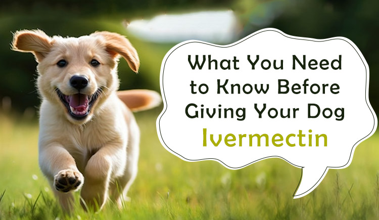 What-You-Need-to-Know-Before-Giving-Your-Dog-Ivermectin