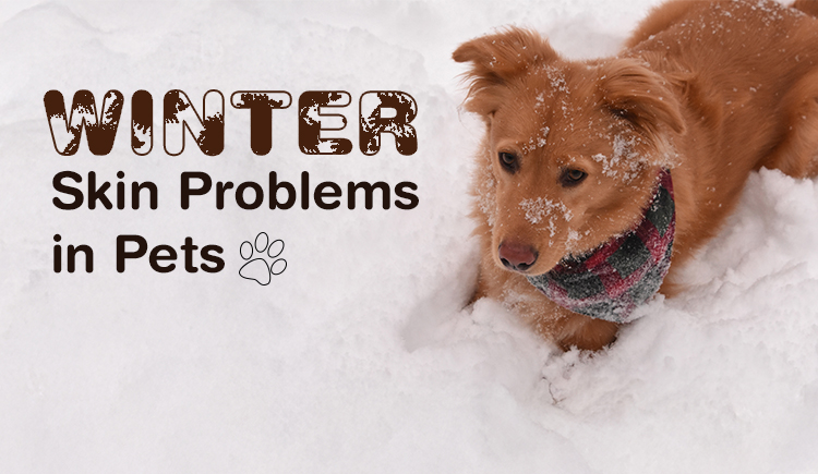 Winter Skin Problems in Pets