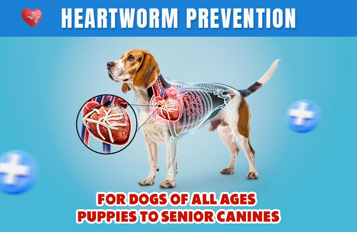 Heartworm-Prevention-for-Dog