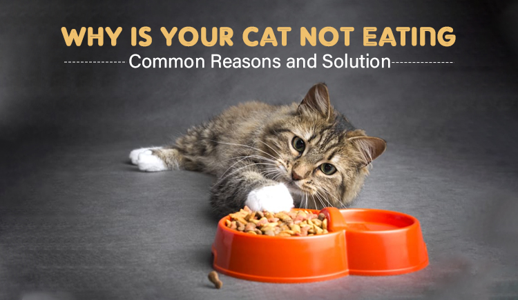Why is Your Cat Not Eating