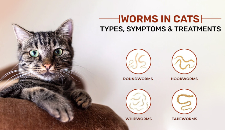 Worms in Cats