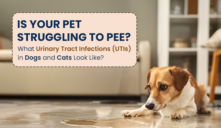 UTI in dogs and cats
