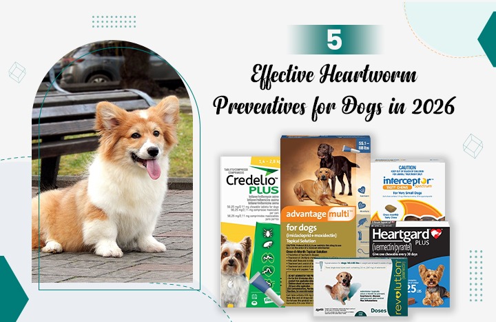 Heartworm Prevention