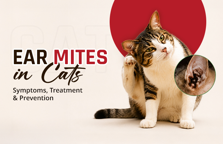 ear mites in cats